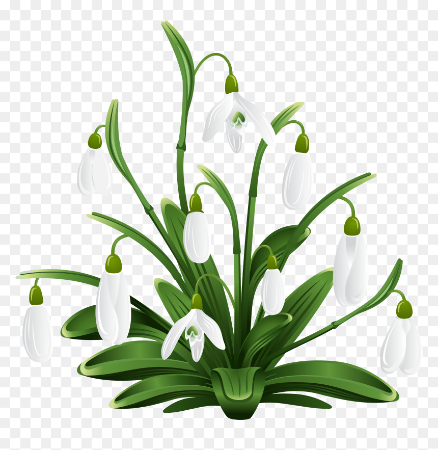 House Plant Png , Png Download - Snow Drops Clip Art, Transparent Png - house plant png