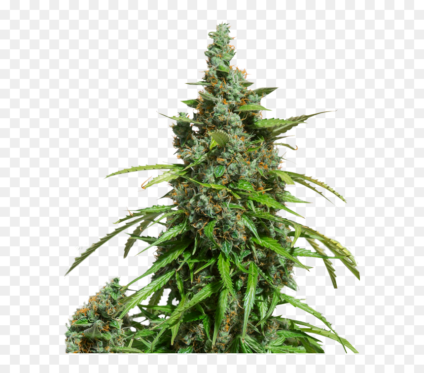 Dutch Passion Seed Auto Mazar, HD Png Download - weed plant png