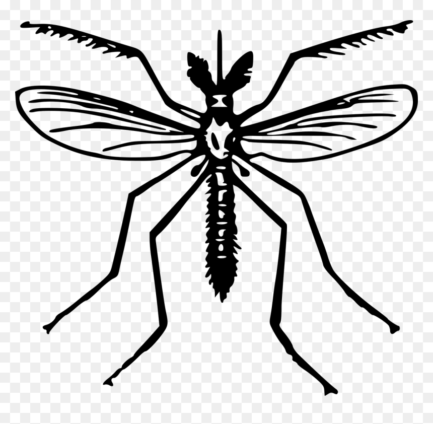 Clip Art Of Mosquito, HD Png Download - mosquito png