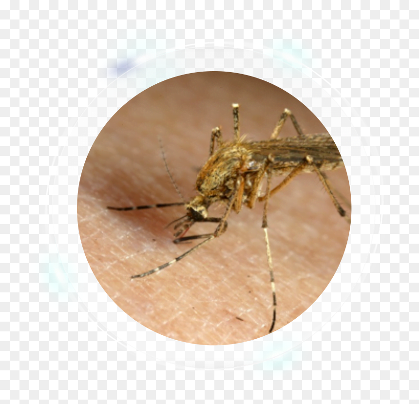 Mosquito , Png Download - Mosquito, Transparent Png - mosquito png