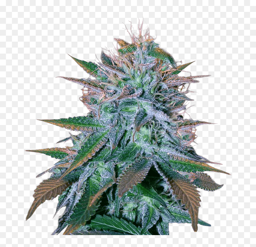 White Widow Autoflower - Buy White Widow, HD Png Download - weed plant png