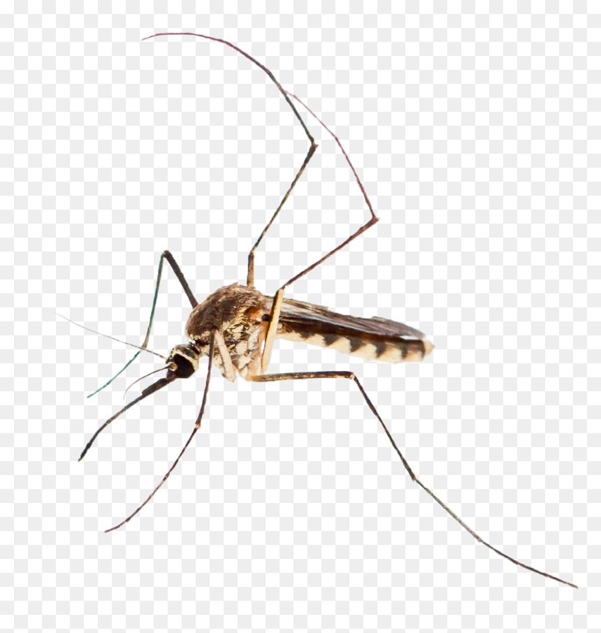 Transparent Mosquito Png - Mosquito, Png Download - mosquito png