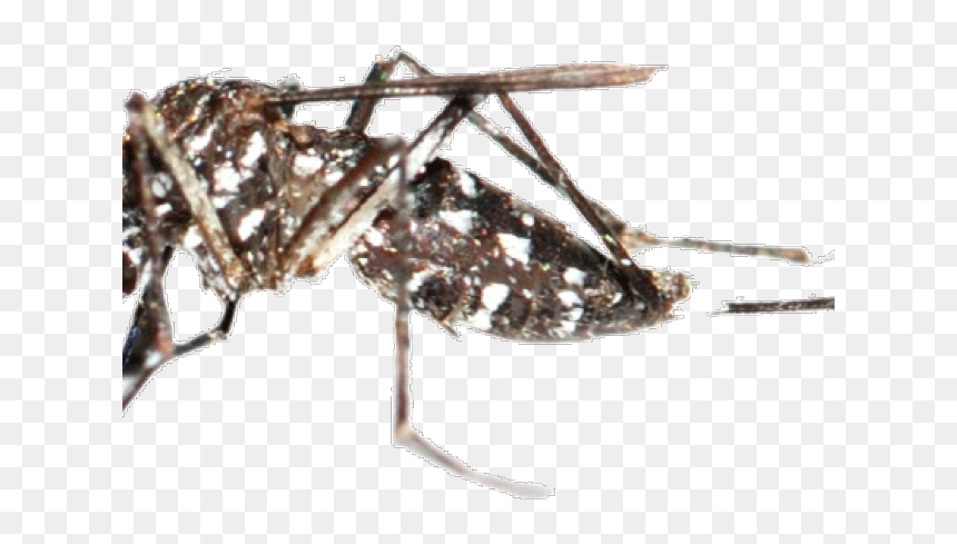 Mosquito Png Transparent Images - Disinfestazione Zanzare, Png Download - mosquito png