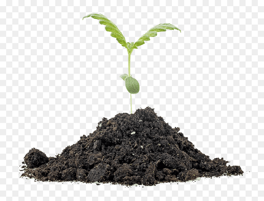 Stock Photography, HD Png Download - weed plant png