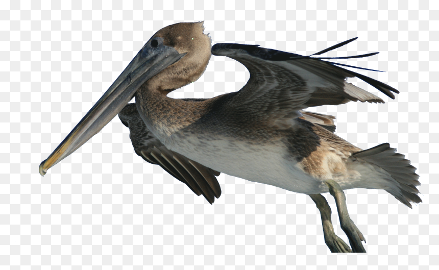 Pelecanus Occidentalis And Fishing Hook 2, HD Png Download - fishing hook png