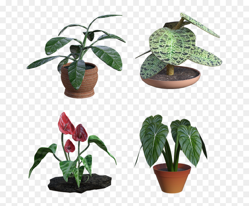 Houseplant, HD Png Download - house plant png