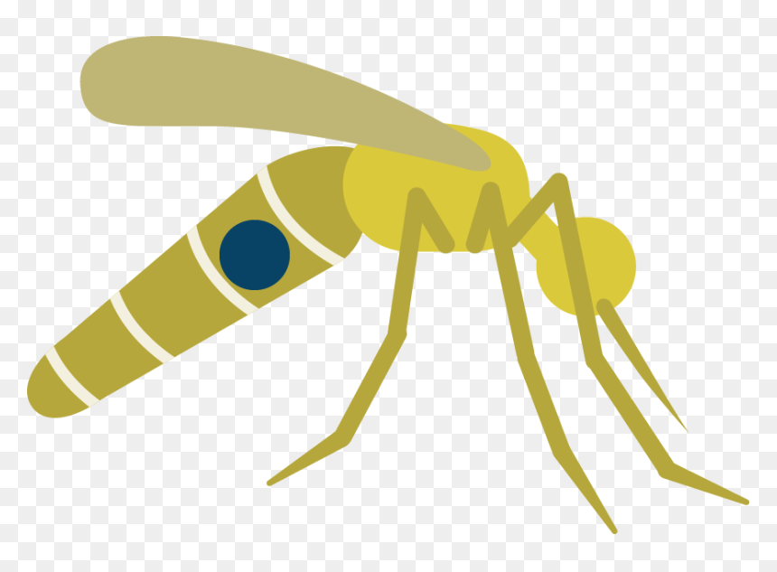 Little Fly Pebblelabs Us - Portable Network Graphics, HD Png Download - mosquito png