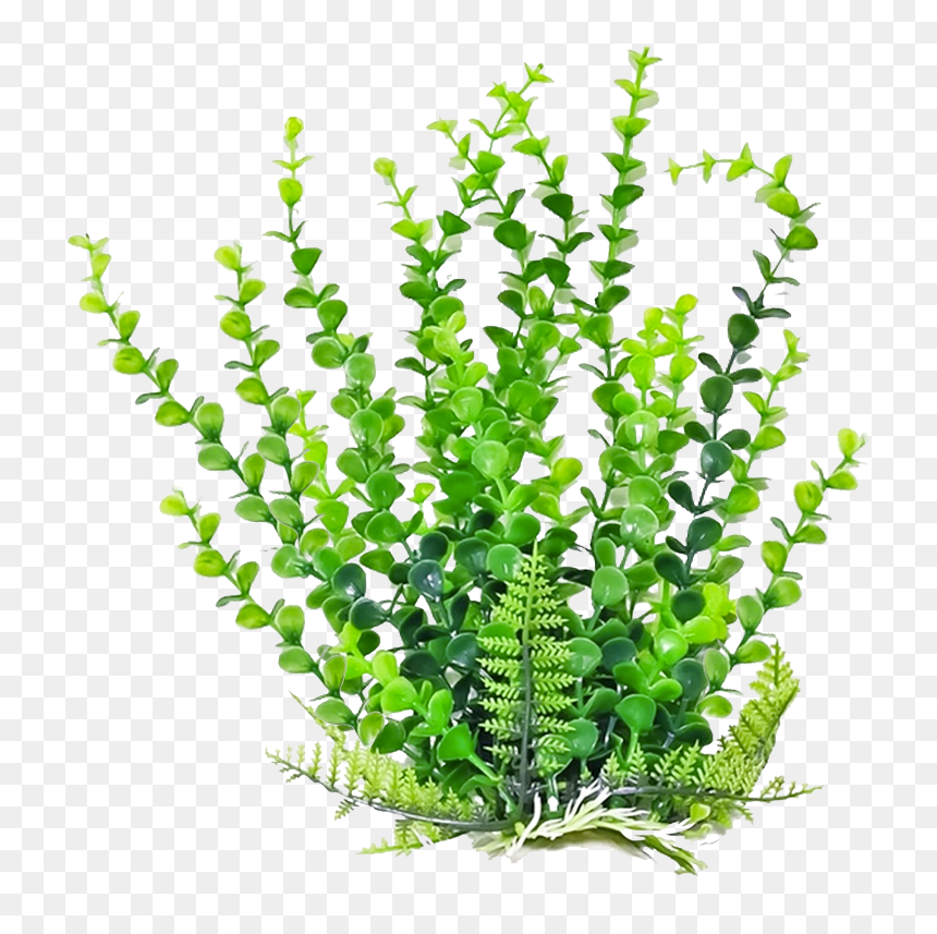 Bushes Clipart Aquarium Plant - Transparent Aquatic Plants Png, Png Download - weed plant png