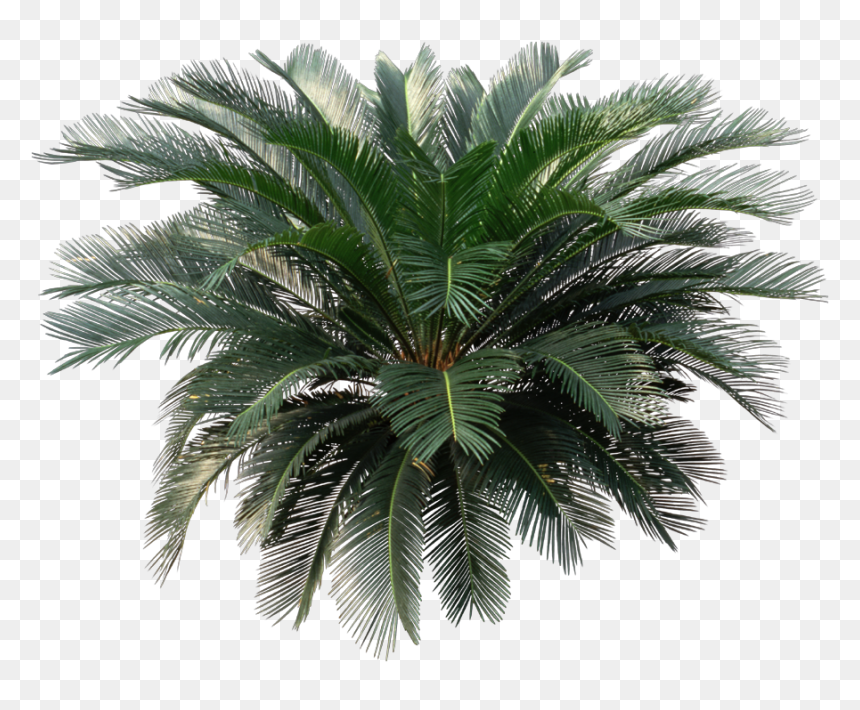 House Plant Png - Sago Palm Png, Transparent Png - house plant png