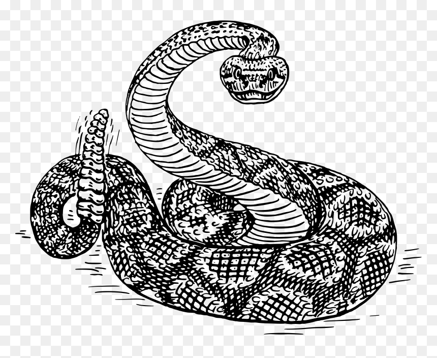Rattlesnake 2 Clip Arts - Rattle Snake Clip Art, HD Png Download - rattlesnake png