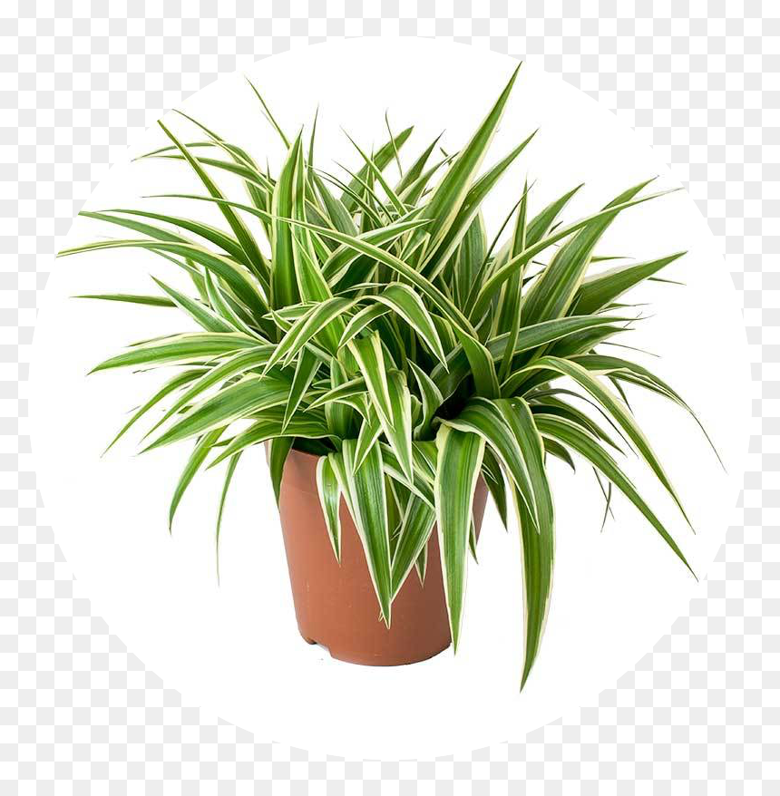 Chloropythum Comosum - Air Purifier Plants India, HD Png Download - house plant png