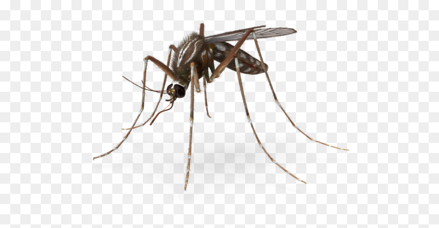 2k - Mosquito, HD Png Download - mosquito png