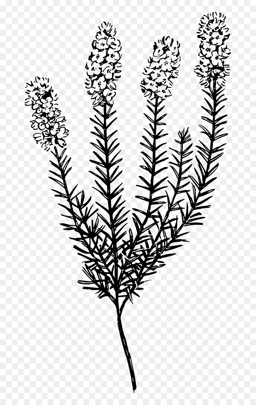 Calluna Png, Transparent Png - weed plant png