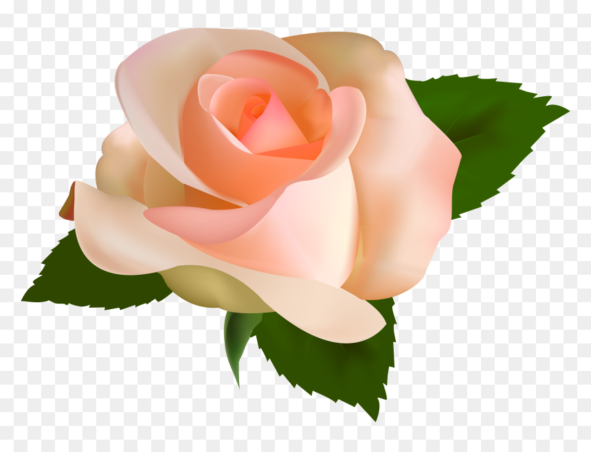 Beautiful Clipart Peach Rose - Peach Rose Clip Art, HD Png Download - single rose png