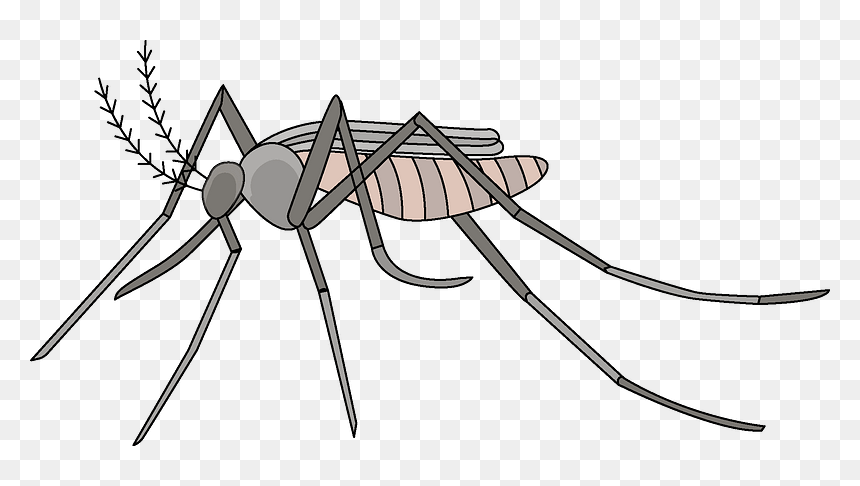 Mosquito Clipart - Mosquito, HD Png Download - mosquito png