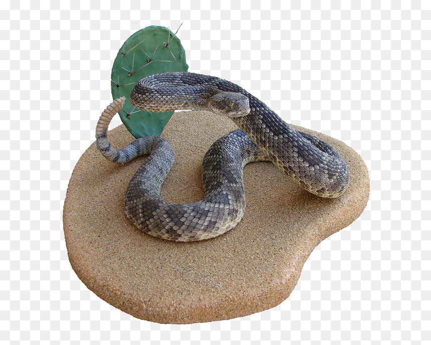 Rattlesnake Hognose Boa Constrictor Kingsnakes - Rattlesnake, HD Png Download - rattlesnake png