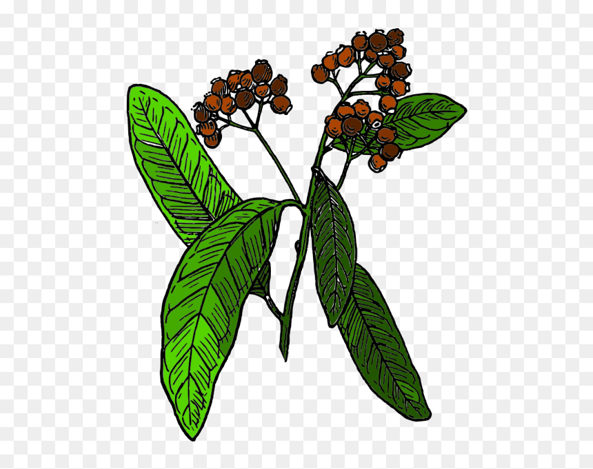 Planter Box Art Png Icons - Arbol Pimienta De Jamaica, Transparent Png - planter png