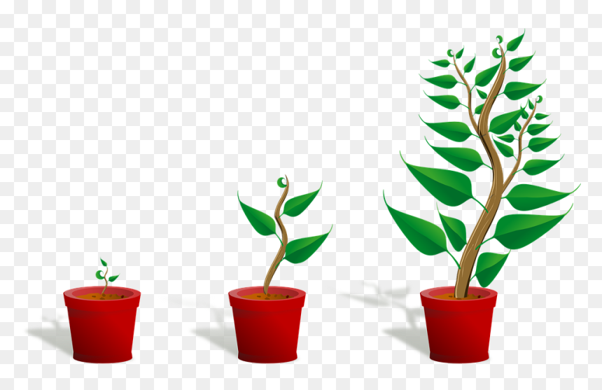 Growing Plant Png Transparent - Getting To Know Plants, Png Download - house plant png