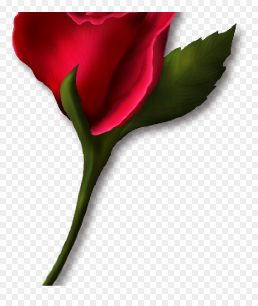 Single Rose Clipart Single Rose Clipart Png Real Clipart - Single Real Rose, Transparent Png - single rose png