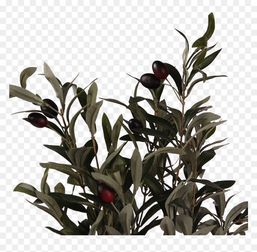 Pl64 - Twig, HD Png Download - house plant png
