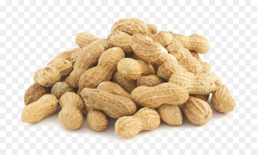 Peanut In Shell - Kabuklu Fıstık, HD Png Download - peanut png