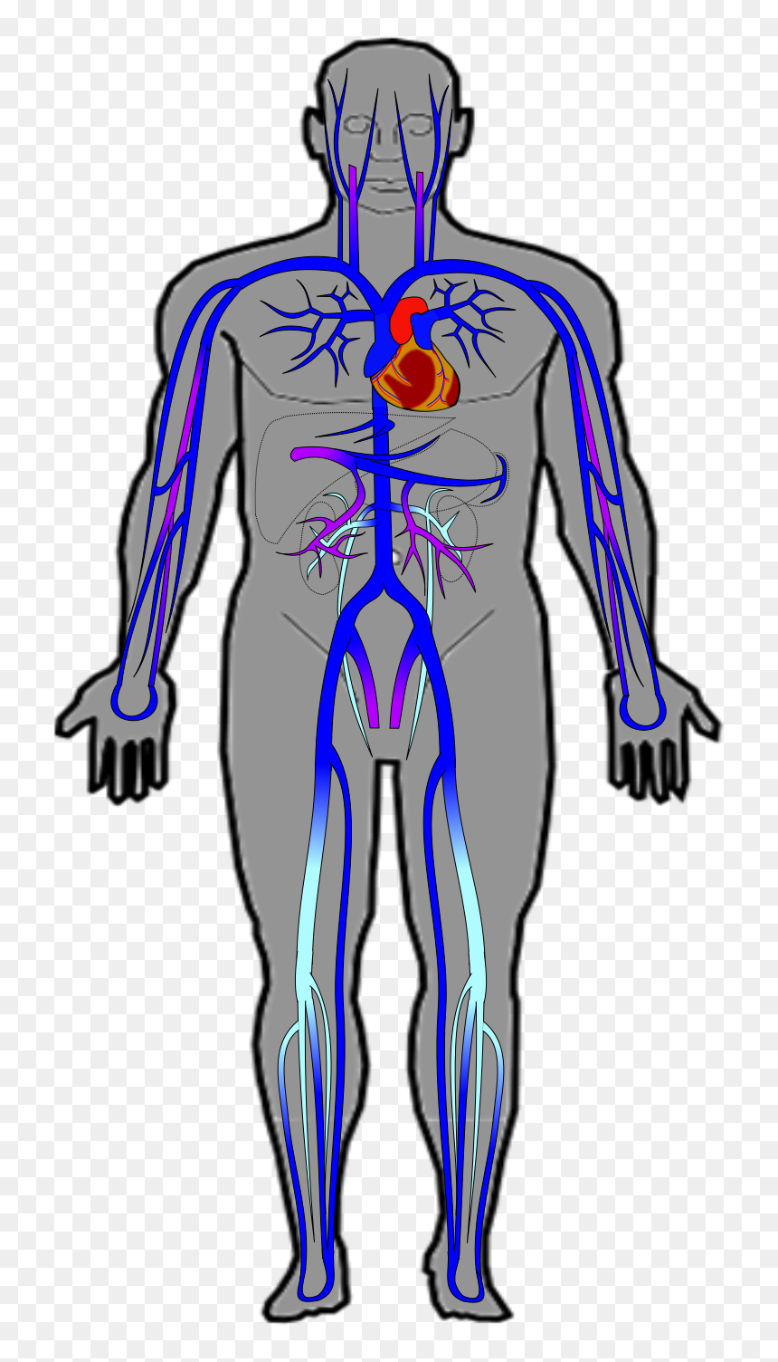 Ch20 Veins - Veins Of Body Simple, HD Png Download - veins png