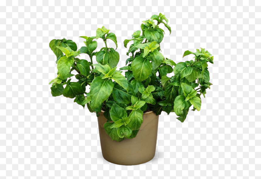 Rungia Klossii, HD Png Download - house plant png