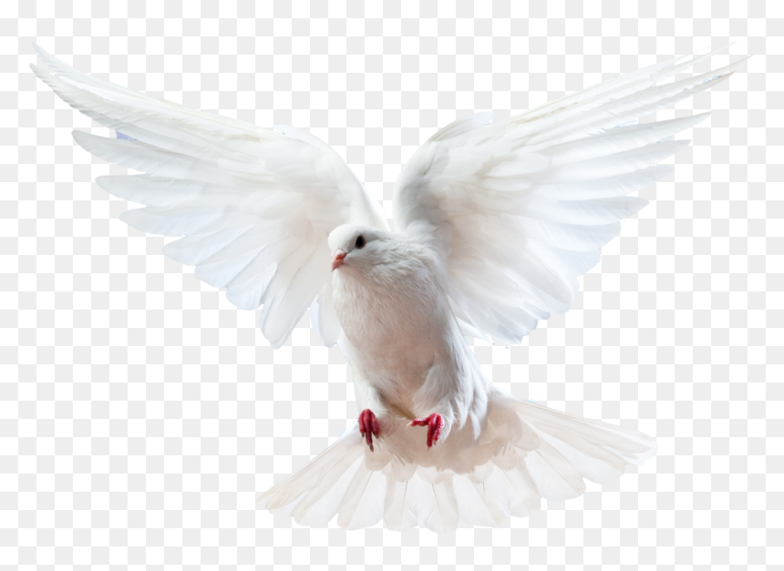 Columbidae Bird Doves As Symbols Domestic Pigeon - Holy Spirit Dove Png, Transparent Png - white dove png