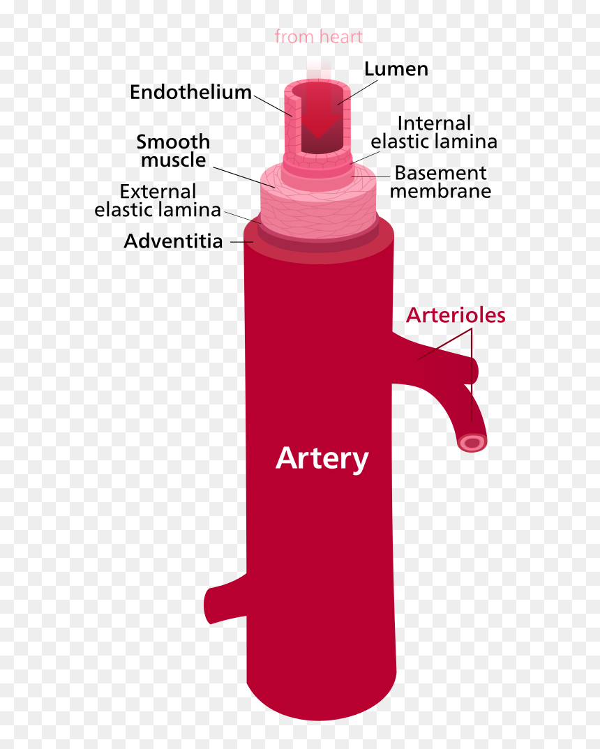 Difference Between Artery And Vein - Parts Of The Artery, HD Png Download - veins png