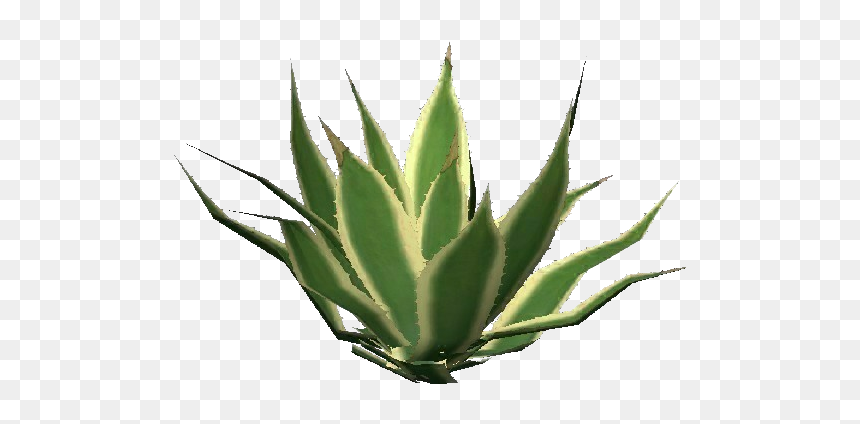 Agave Americana Marginata - Agave Png, Transparent Png - agave png