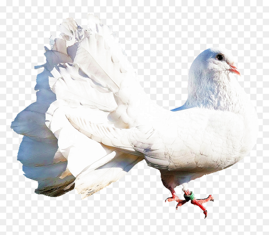 Dove Nature, HD Png Download - white dove png