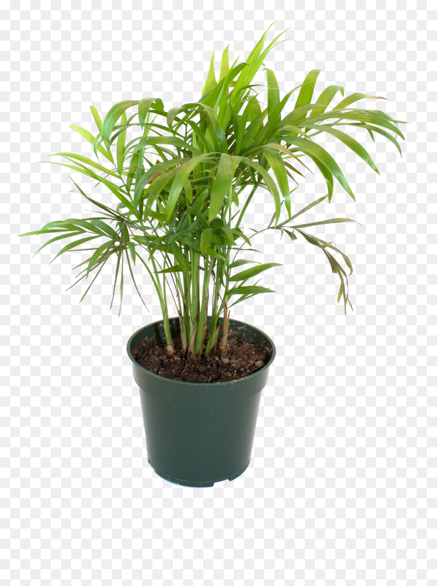 Bamboo House Plant Inspiring Flowerpot Bamboo Houseplant - Flowerpot, HD Png Download - house plant png