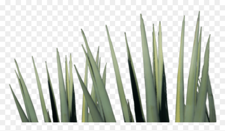 Agave Tequila Png , Png Download - Agave Tequila Png, Transparent Png - agave png