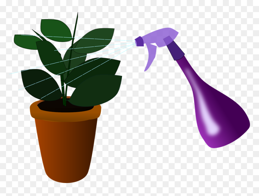 Spray Plant Png, Transparent Png - house plant png