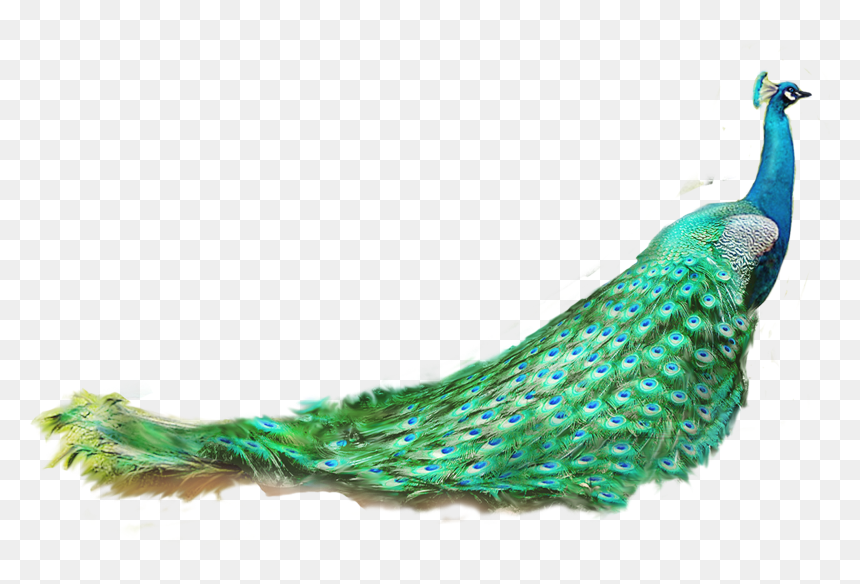 Asiatic Peafowl Feather - Peacock Feather Png, Transparent Png - peacock png