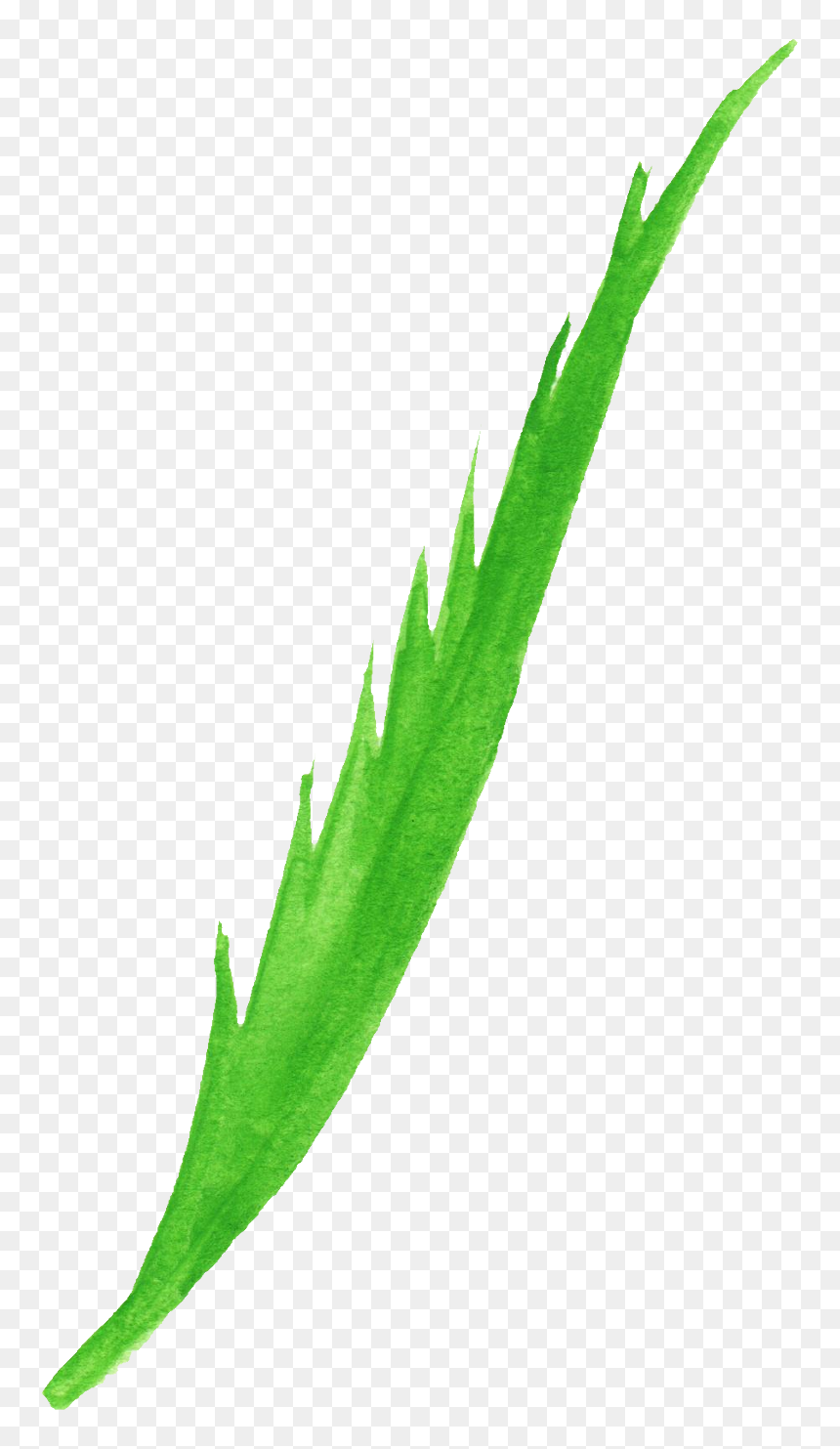 Agave , Png Download - Illustration, Transparent Png - agave png