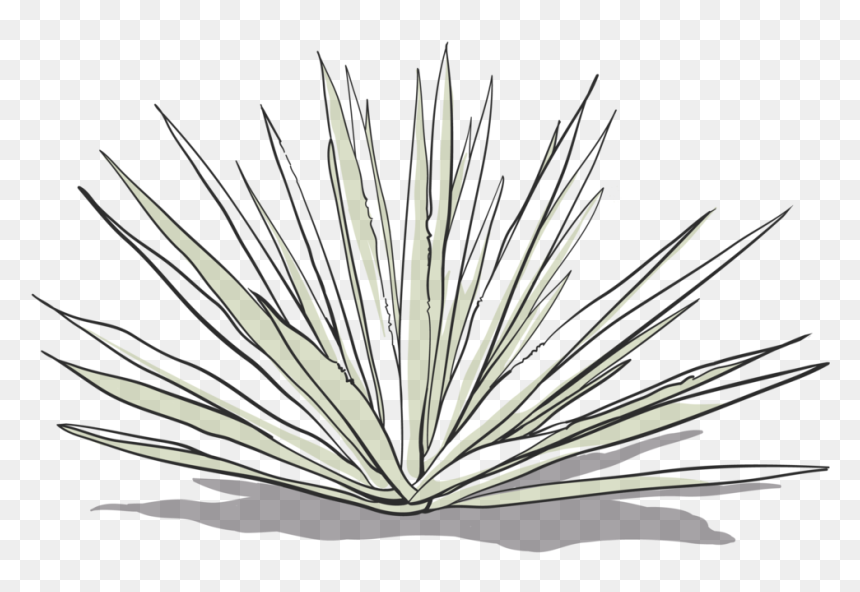 Transparent Agave Png - Agave Azul, Png Download - agave png