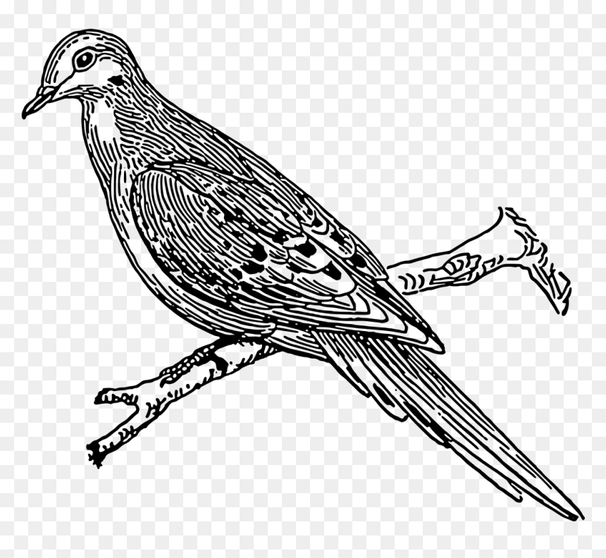 Dove - Outline For Cuckoo, HD Png Download - white dove png