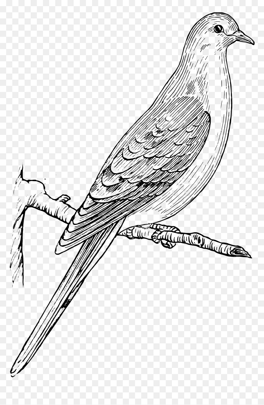 Mourning Dove Clip Arts - Dove Clipart Black And White Png, Transparent Png - white dove png