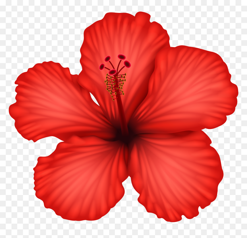 Red Hibiscus Png, Transparent Png - tropical flowers png