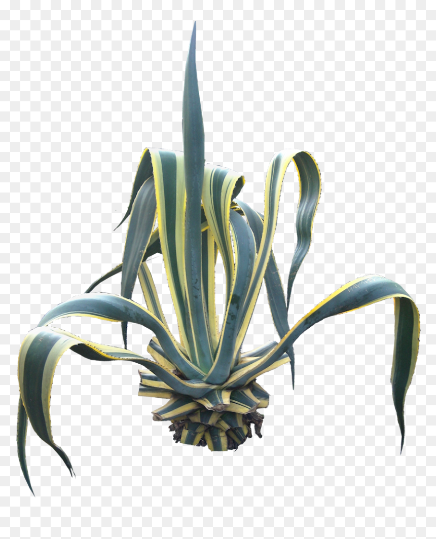 Free Pictures Of Ornamental Tropical / Subtropical - Agave Americana Png, Transparent Png - agave png