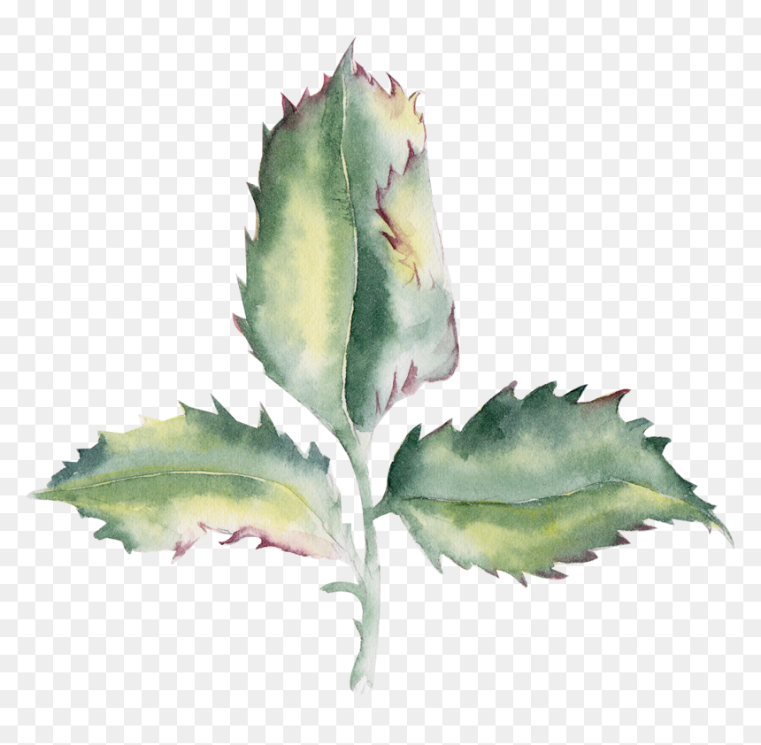 Agave , Png Download - Agave, Transparent Png - agave png