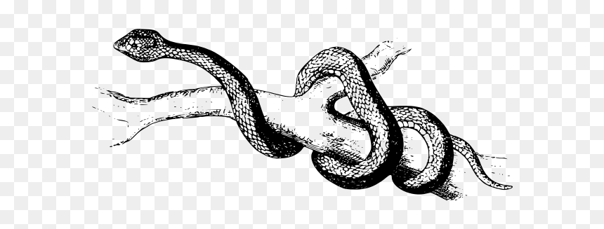 Spearhead Snake - Coiles Snakes, HD Png Download - rattlesnake png