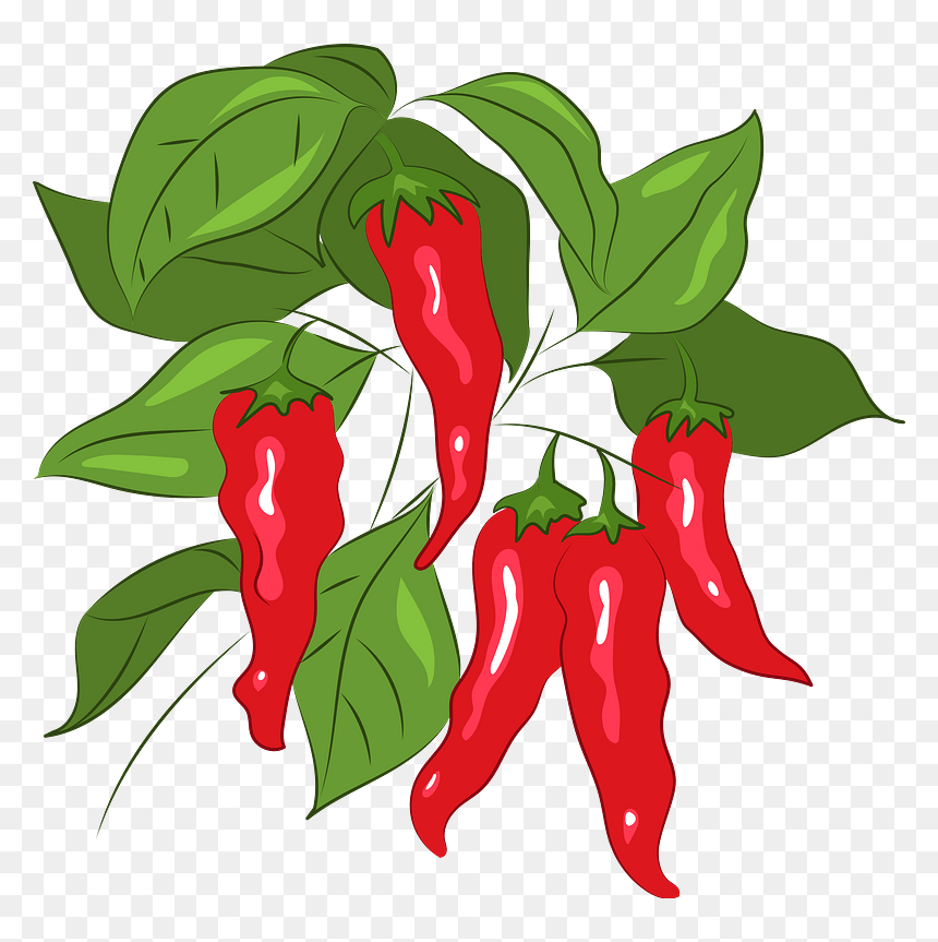 Chili Clipart - Bird's Eye Chili, HD Png Download - chili png