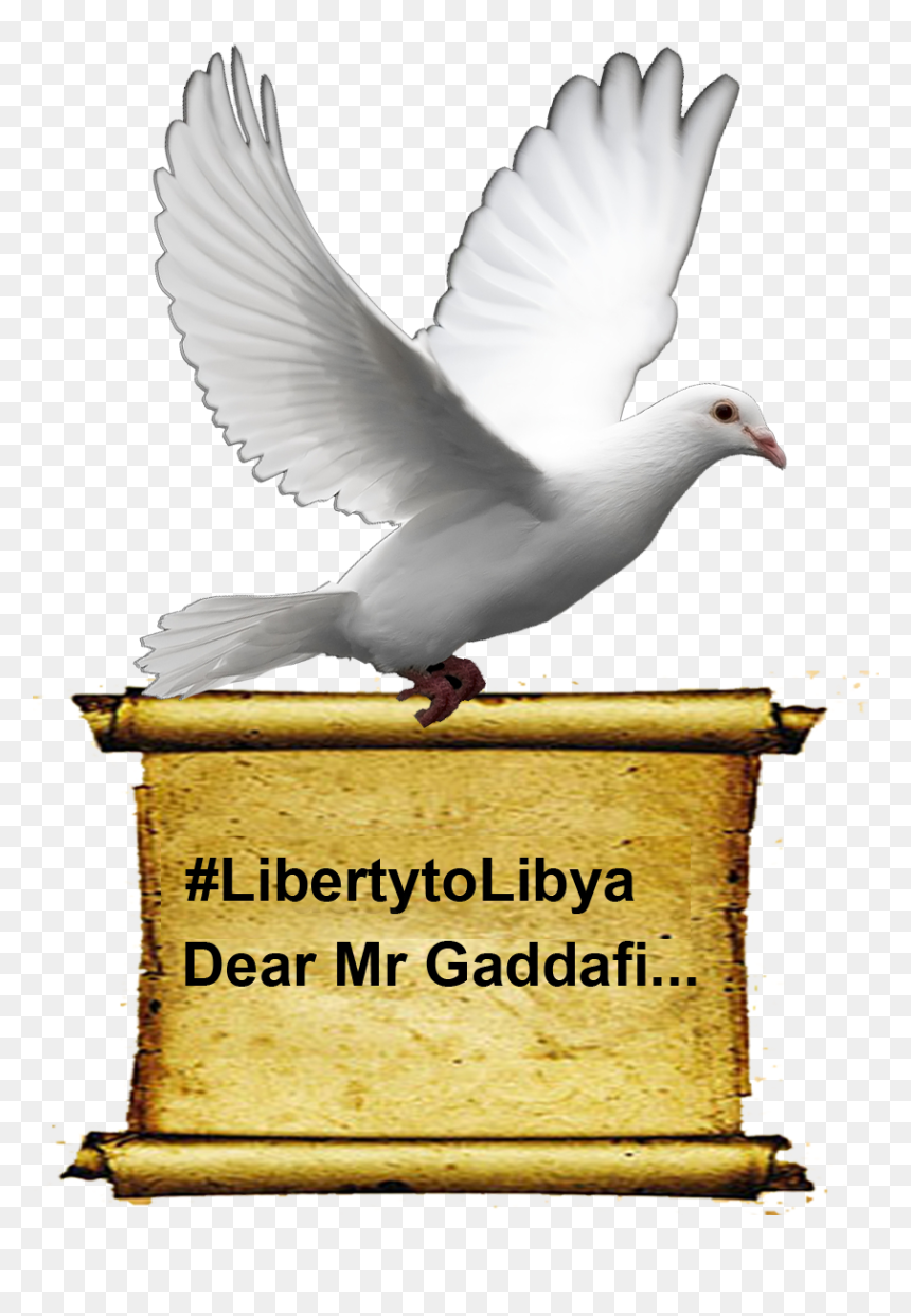White Bird Transparent Background, HD Png Download - white dove png