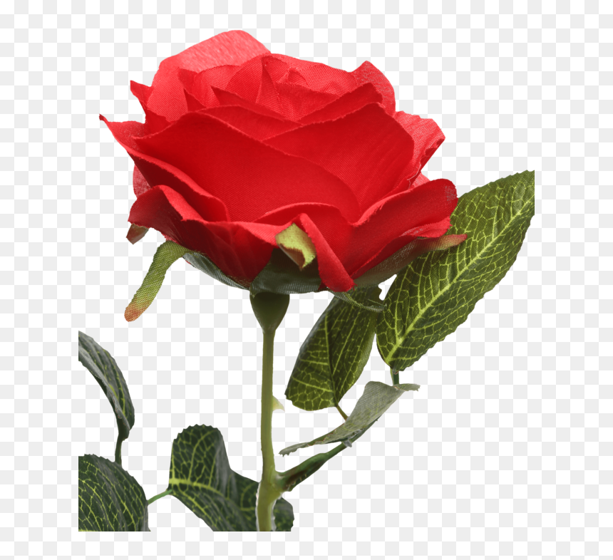 Single Rose Stem Red - Floribunda, HD Png Download - single rose png