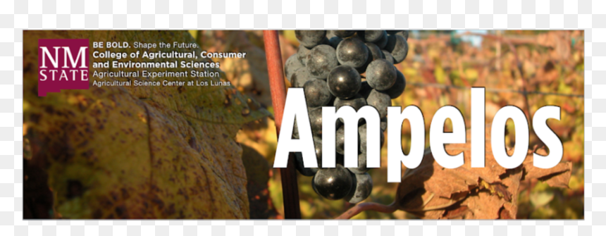 Nmsu Viticulture, HD Png Download - grape vine png