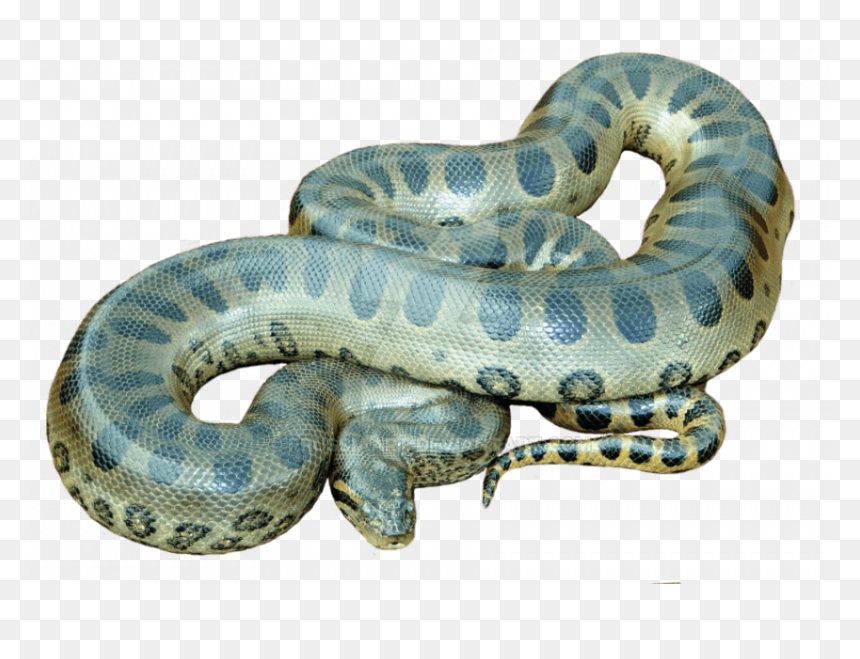 Anaconda Png, Transparent Png - rattlesnake png