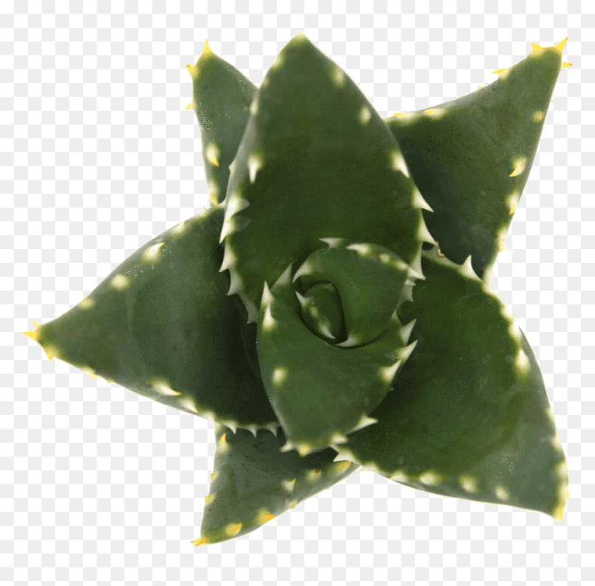 Aloe Vera, HD Png Download - agave png
