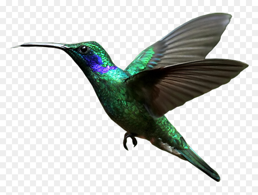 Transparent Background Humming Birds Png, Png Download - hummingbird png